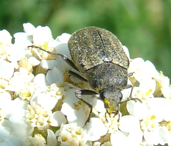 Mycterus umbellatarum (Coleoptera, Mycteridae)